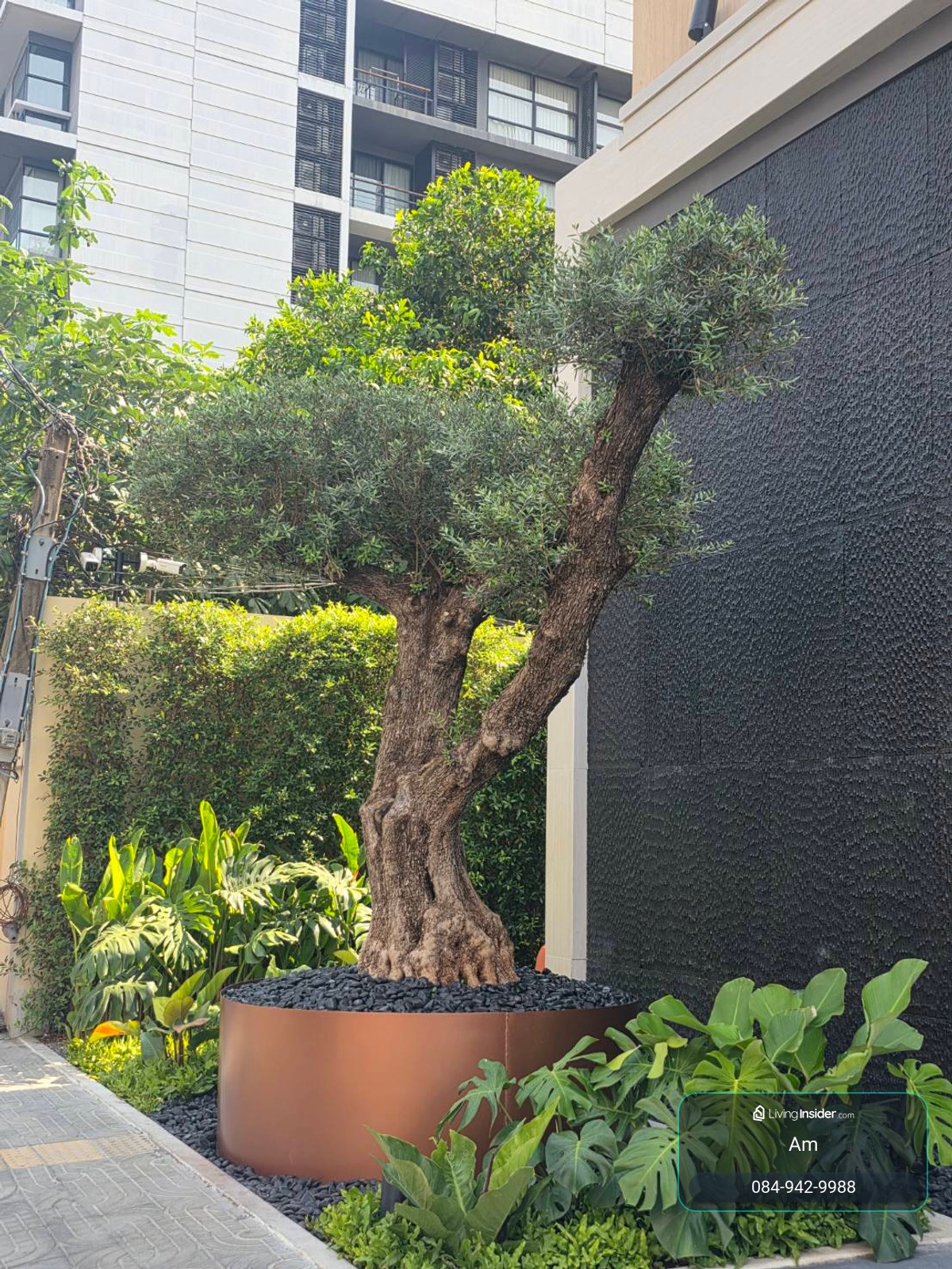 Via 61 Penthouse: 3bed 3bath + maid 188.75sqm. 54,970,000 Am: 0656199198 – รูปที่ 3