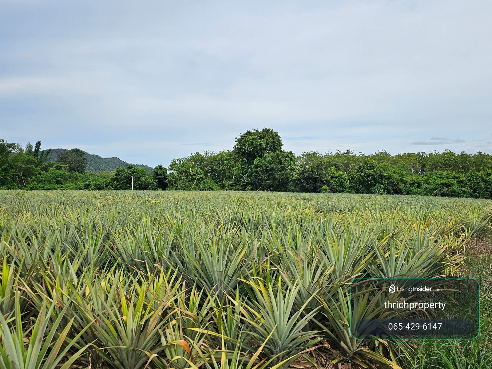 Land for sale of 9 rai 96 square square meters, Kaeng Krachan, Phetchaburi, on the Khao Nam Nam Phin Road, with near Kaeng Krachan National Park. In the community   – รูปที่ 4