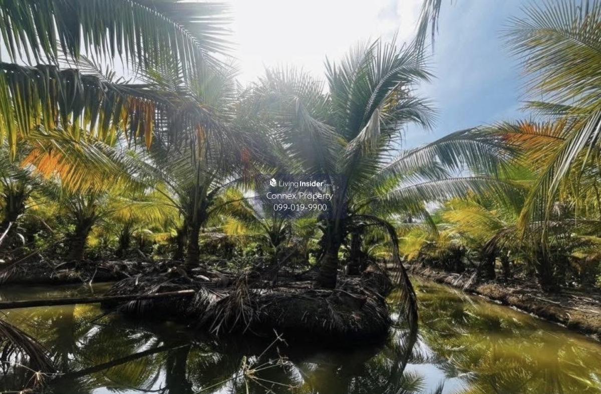 ขายที่ดินมะพร้าวน้ำหอม หนองบัว บ้านแพ้ว สมุทรสาคร CX-130456 Loading...