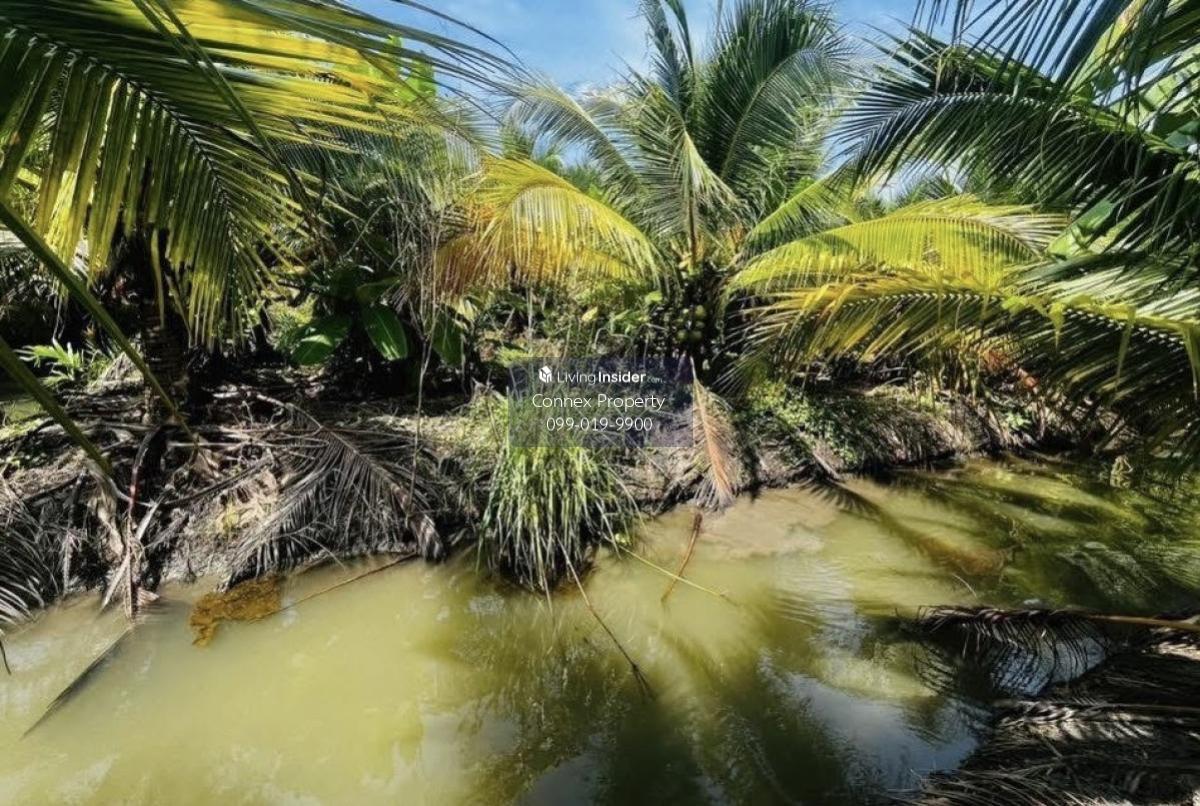 ขายที่ดินมะพร้าวน้ำหอม หนองบัว บ้านแพ้ว สมุทรสาคร CX-130456 Loading...