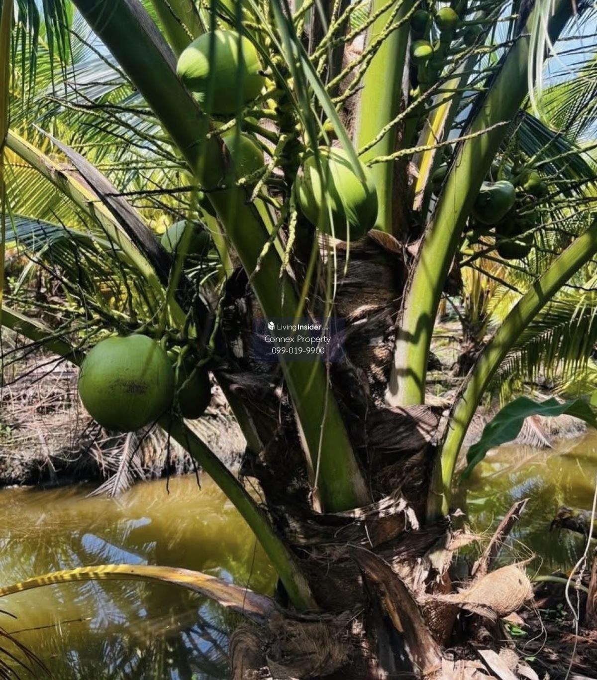 ขายที่ดินมะพร้าวน้ำหอม หนองบัว บ้านแพ้ว สมุทรสาคร CX-130456 Loading...