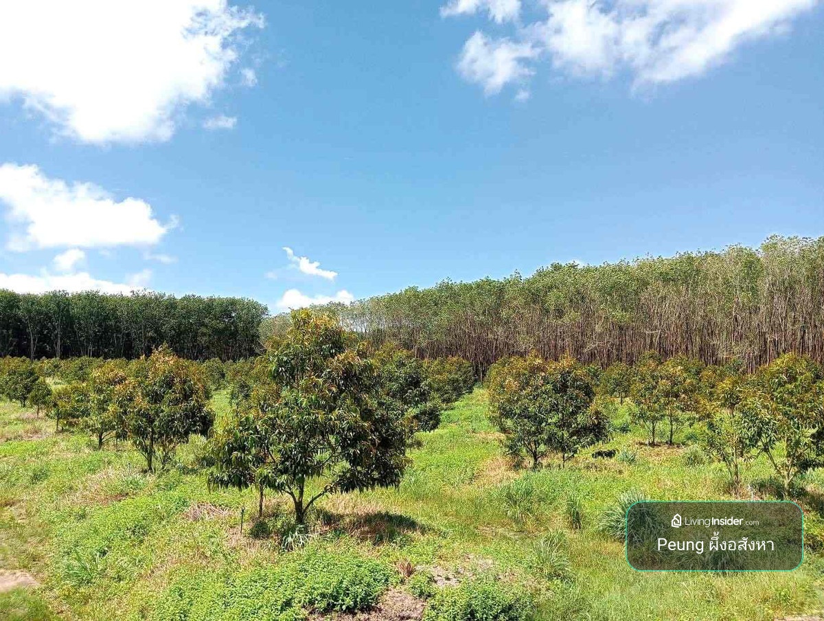 Land for durian orchard, rubber plantation, Thai style house, 656-2-88 rai, next to water canal, Mueang District, Chanthaburi Province. – รูปที่ 3