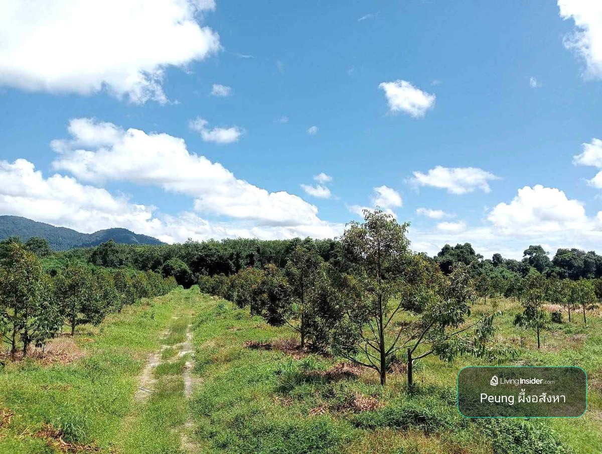 Land for durian orchard, rubber plantation, Thai style house, 656-2-88 rai, next to water canal, Mueang District, Chanthaburi Province. – รูปที่ 4