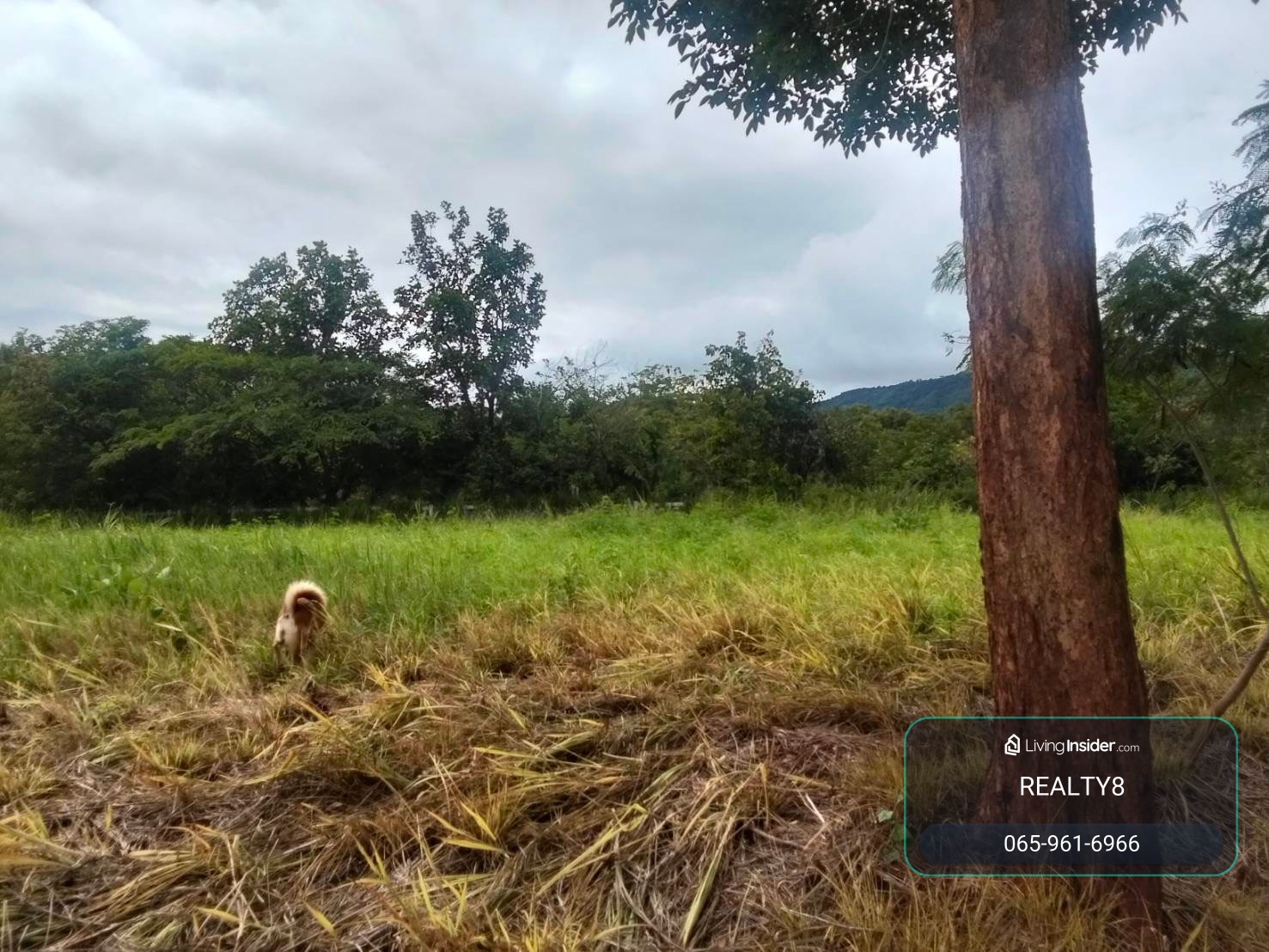 ขายที่ดินในโครงการ AYATA เขาใหญ่ 168.7 ตร.ว. | ราคาพิเศษ  | ใกล้หมูสี–หนองน้ำแดง โลเคชั่นดีมาก – รูปที่ 4