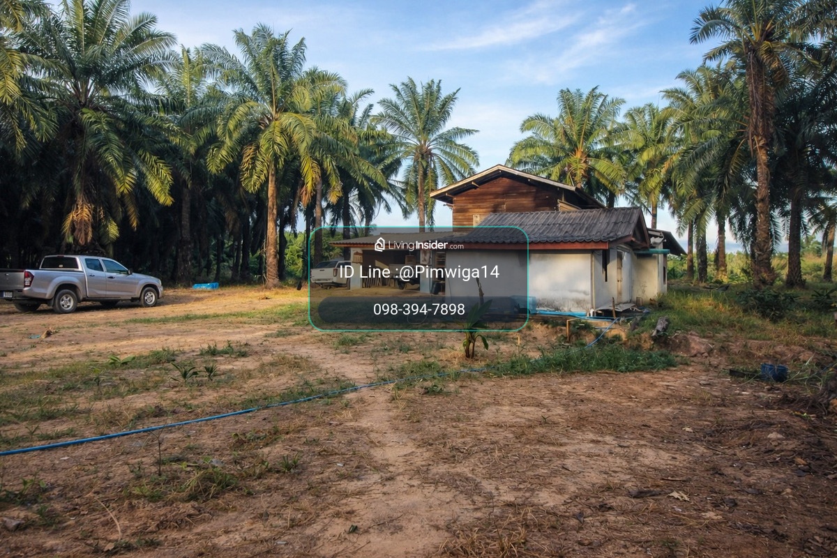🌴 Over 6 rai of palm plantation land + 1 house 🔥 Premium location, close to the Emerald Pool, only 1 km. – Khlong Thom Nuea, Krabi – รูปที่ 2