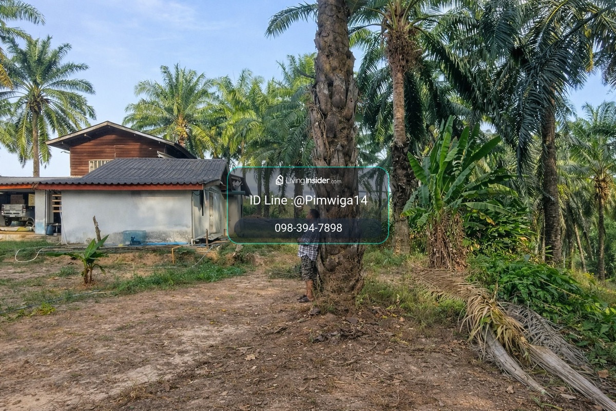 🌴 Over 6 rai of palm plantation land + 1 house 🔥 Premium location, close to the Emerald Pool, only 1 km. – Khlong Thom Nuea, Krabi – รูปที่ 3