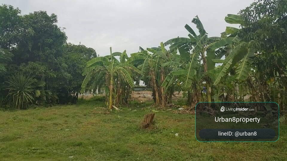 Land for sale 7 rai 2 ngan 80.5 square wah behind Nakhon Pathom Rajabhat University 🥳💵 – รูปที่ 4