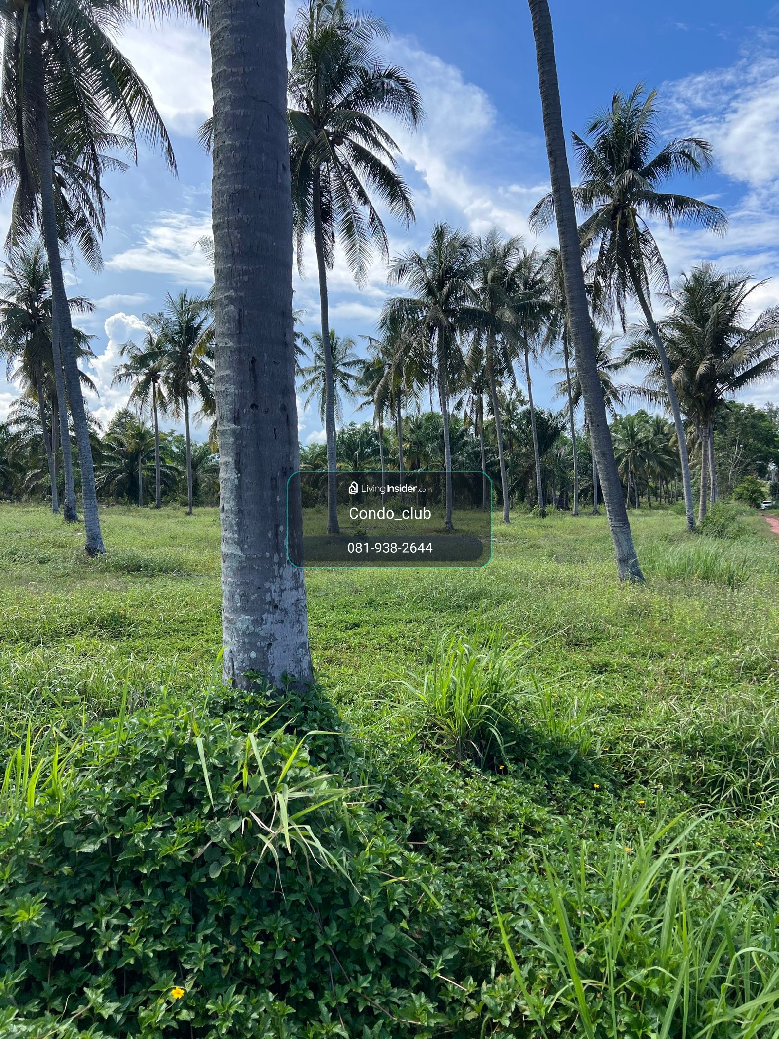 ขายที่ดินใกล้ทะเลเพียง 150เมตร จำนวน 10 ไร่ ติดถนน  – รูปที่ 4