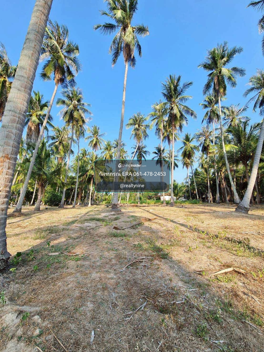 ขายที่ดินใกล้ทะเล หาดคลองวาฬ เนื้อที่ 3 ไร่ 23 ตรว.พร้อมกิจการห้องเช่า 6 ห้อง (มีผู้เช่าอยู่พร้อมรันต่อได้เลย!) อำเภอเมืองประจวบคีรีขันธ์ ราคา 5,000,000 บาท – รูปที่ 3