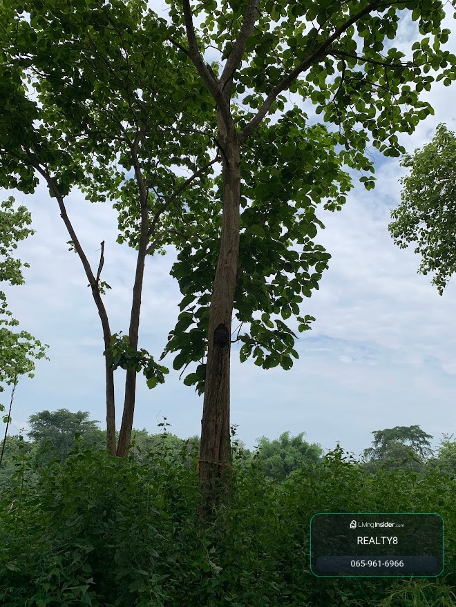 Land for sale next to the Nan River, 8 rai, Phu Phiang District, with a shady golden teak forest garden, next to the famous hotel Nan De Panna, best price only 12 million baht. – รูปที่ 3