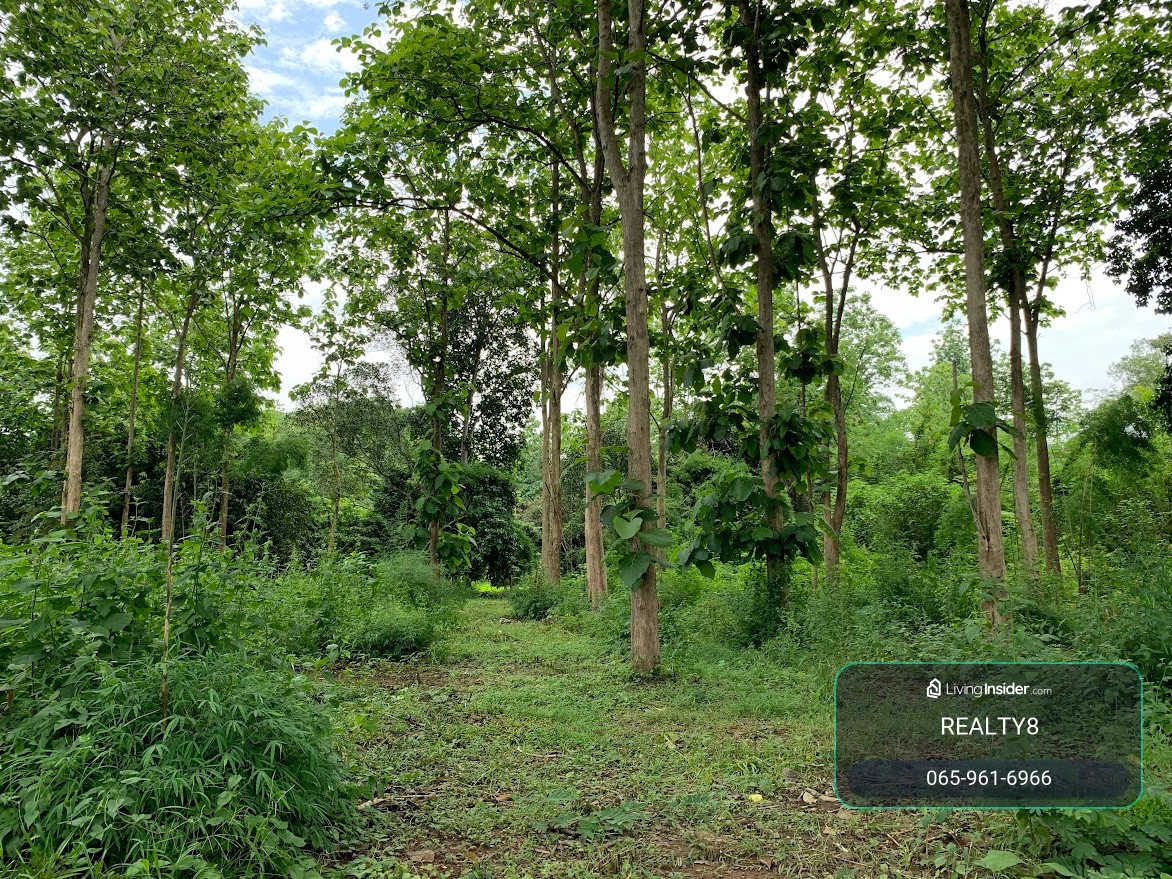 Land for sale next to the Nan River, 8 rai, Phu Phiang District, with a shady golden teak forest garden, next to the famous hotel Nan De Panna, best price only 12 million baht. – รูปที่ 2