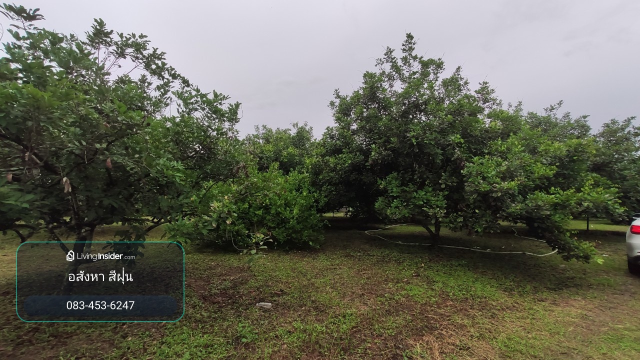 Land for sale, 3 rai 2 ngan 31 square wah, Road 4025, already filled, has a fruit orchard, Dong Phra Ram Subdistrict, Mueang Prachin Buri District. Prachinburi Province – รูปที่ 4