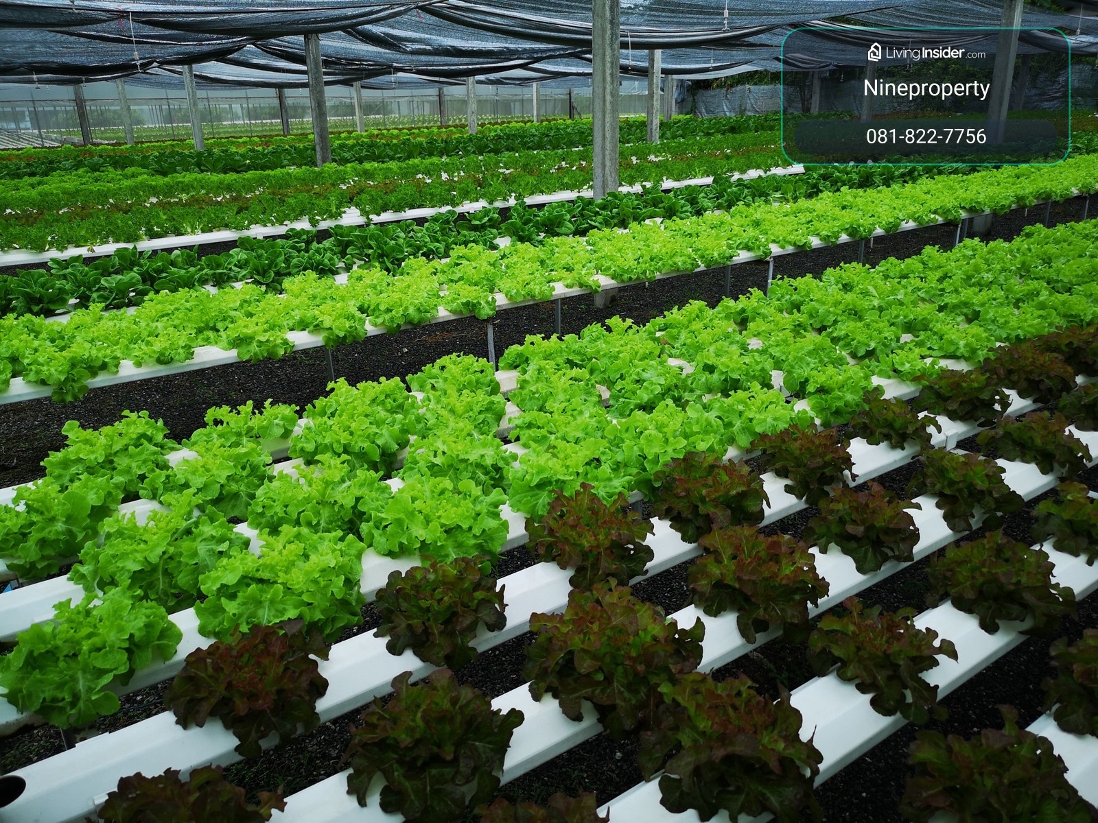 Hydroponic farm for sale, San Kamphaeng, Chiang Mai. – รูปที่ 3