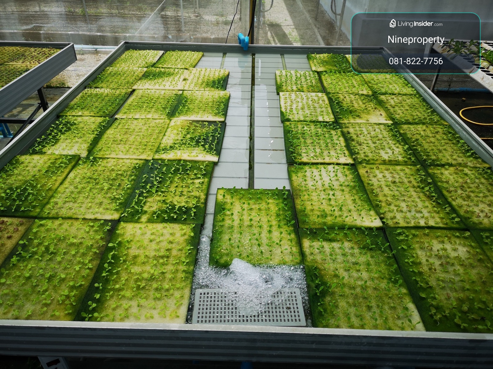 Hydroponic farm for sale, San Kamphaeng, Chiang Mai. – รูปที่ 2