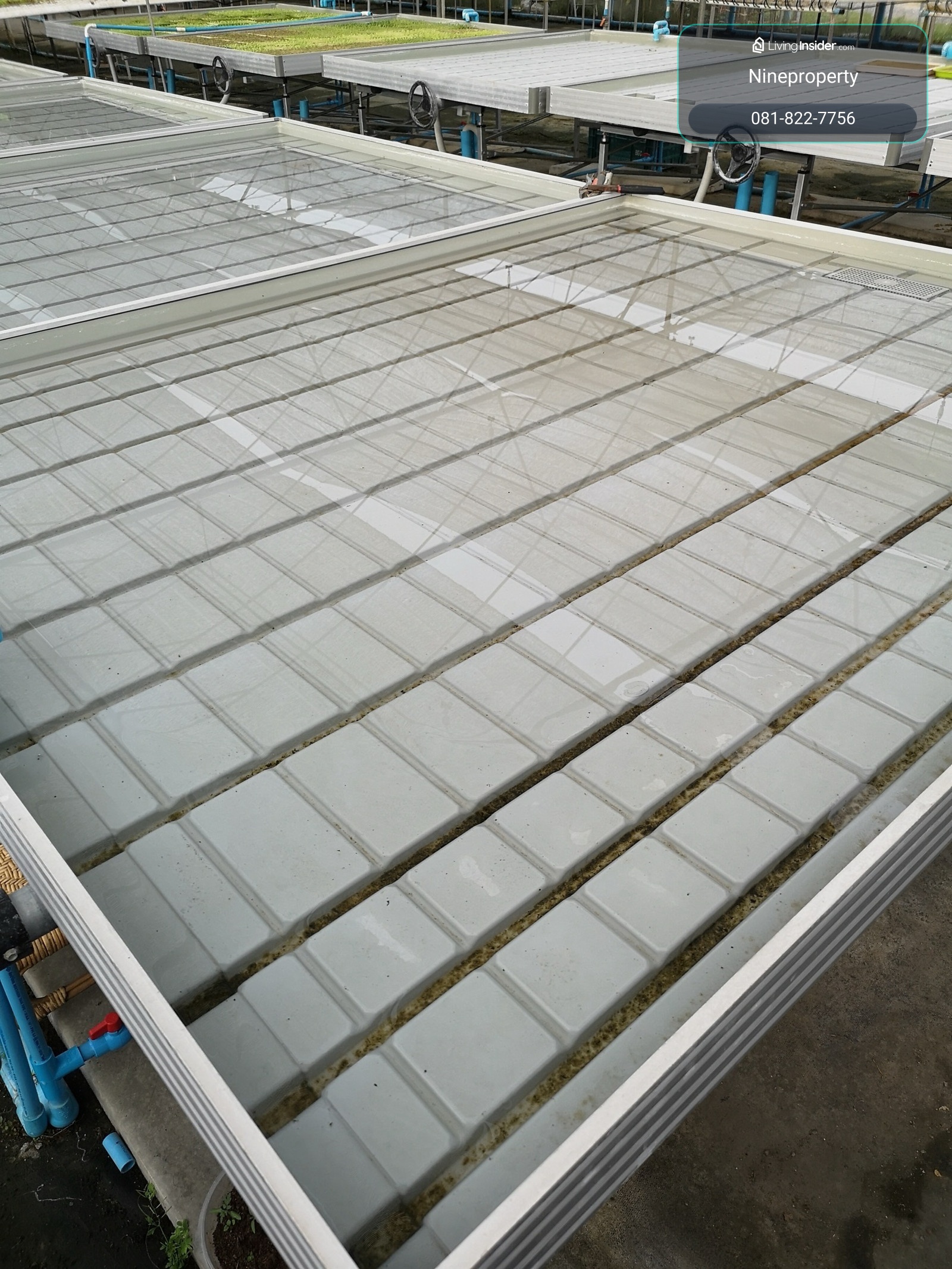 Hydroponic farm for sale, San Kamphaeng, Chiang Mai. – รูปที่ 4