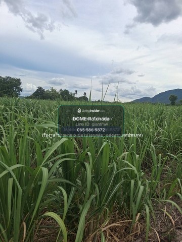 DSL-1352 Land for sale, Rai Oi land for sale (N.S. 3 Kor.) 19-0-40 rai, Huai Yang Subdistrict, Khon San District, Chaiyaphum Province, price 9.55 million baht, 9550000 baht, Chaiyaphum, Khon San, close to Khon San Witthayakhom School. – รูปที่ 4