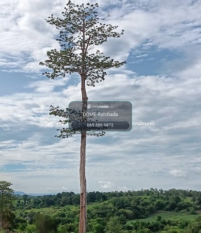 DSL-1246 Land for sale on a hill 10-1-5 rai (soft certificate: S.P.K./S.R. 5 K) Wang Nam Khiao, Nakhon Ratchasima, price 4,500,000 baht (free transfer) – รูปที่ 2