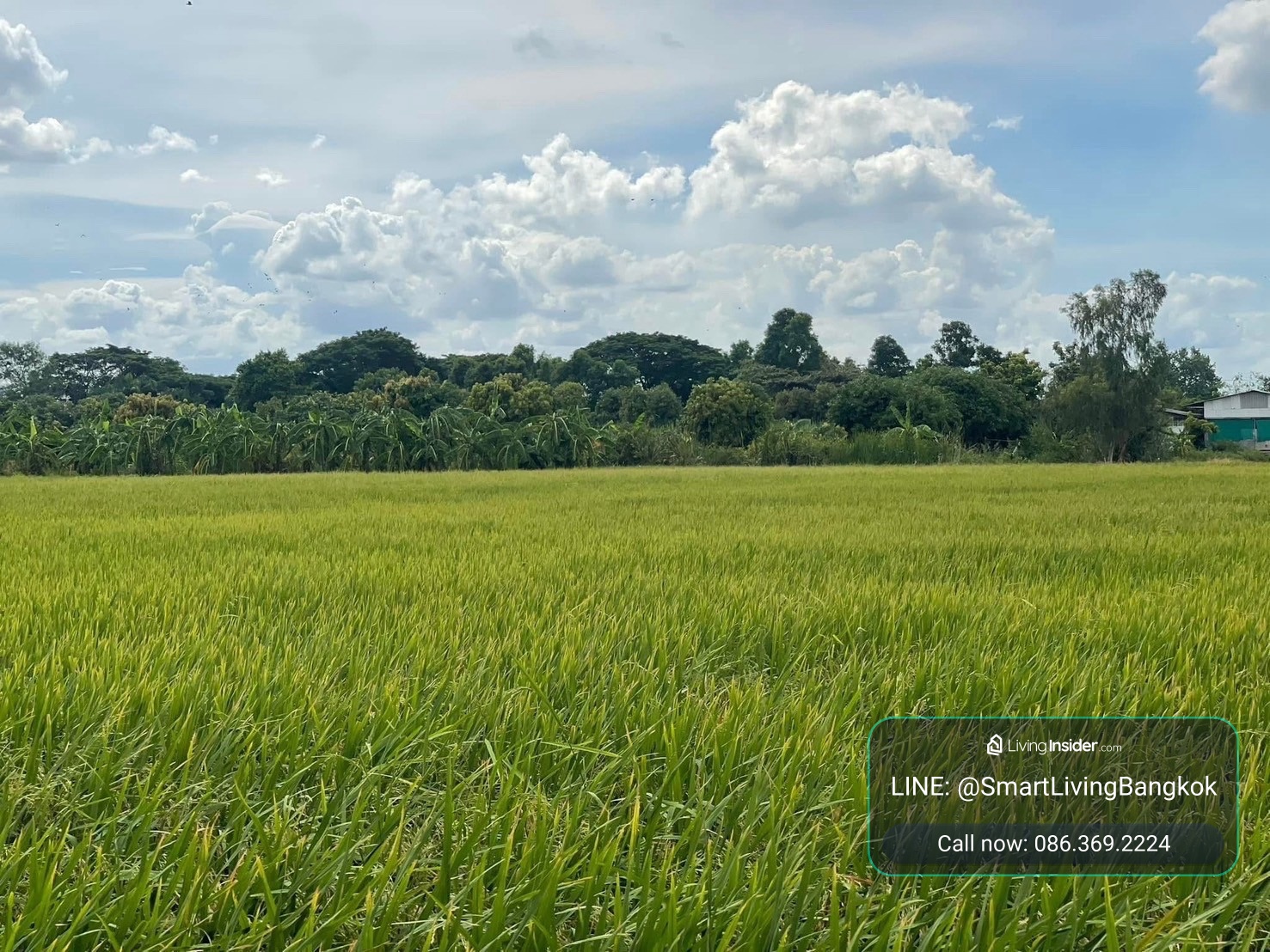 ที่ดินปากเกร็ด นนทบุรี แปลงใหญ่ผังสีเขียวเหลือง ทำเลศักยภาพ แบ่งขายได้ สำหรับผู้ที่มองหาที่ดินเพื่อการลงทุนหรือพัฒนา ที่อยู่อาศัย โกดัง โรงงาน ร้านอาหาร คาเฟ่ หรือกิจการอื่น – รูปที่ 3
