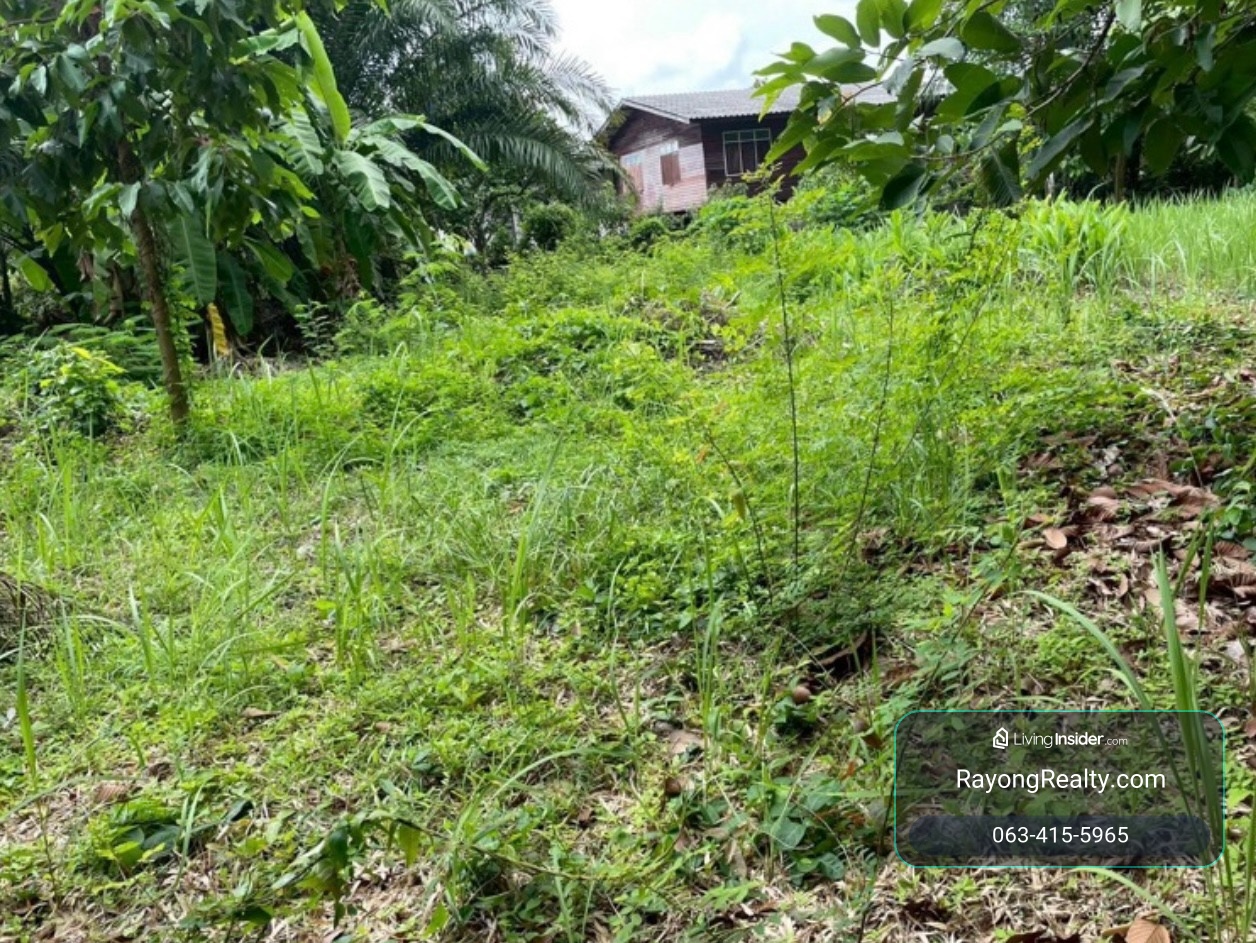 ขายที่ดิน 200 ตร.วา ติดถนนสาธารณะ ใกล้หาดแม่รำพึง 3 นาที ตะพง – รูปที่ 2