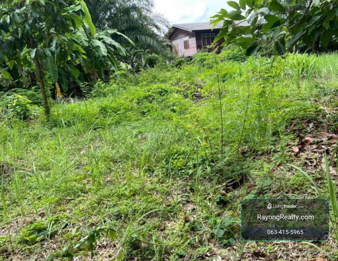 ขายที่ดิน 200 ตร.วา ติดถนนสาธารณะ ใกล้หาดแม่รำพึง 3 นาที ตะพง – รูปที่ 4