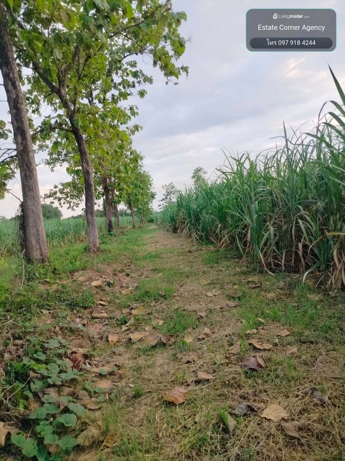 98141 - ขาย ที่ดินเพื่อการเกษตร ตั้งอยู่ในพื้นที่ ชลประทาน มีน้ำตลอดปี 15-2-40 ไร่ ต.คอรุม อ.พิชัย จ.อุตรดิตถ์ – รูปที่ 2