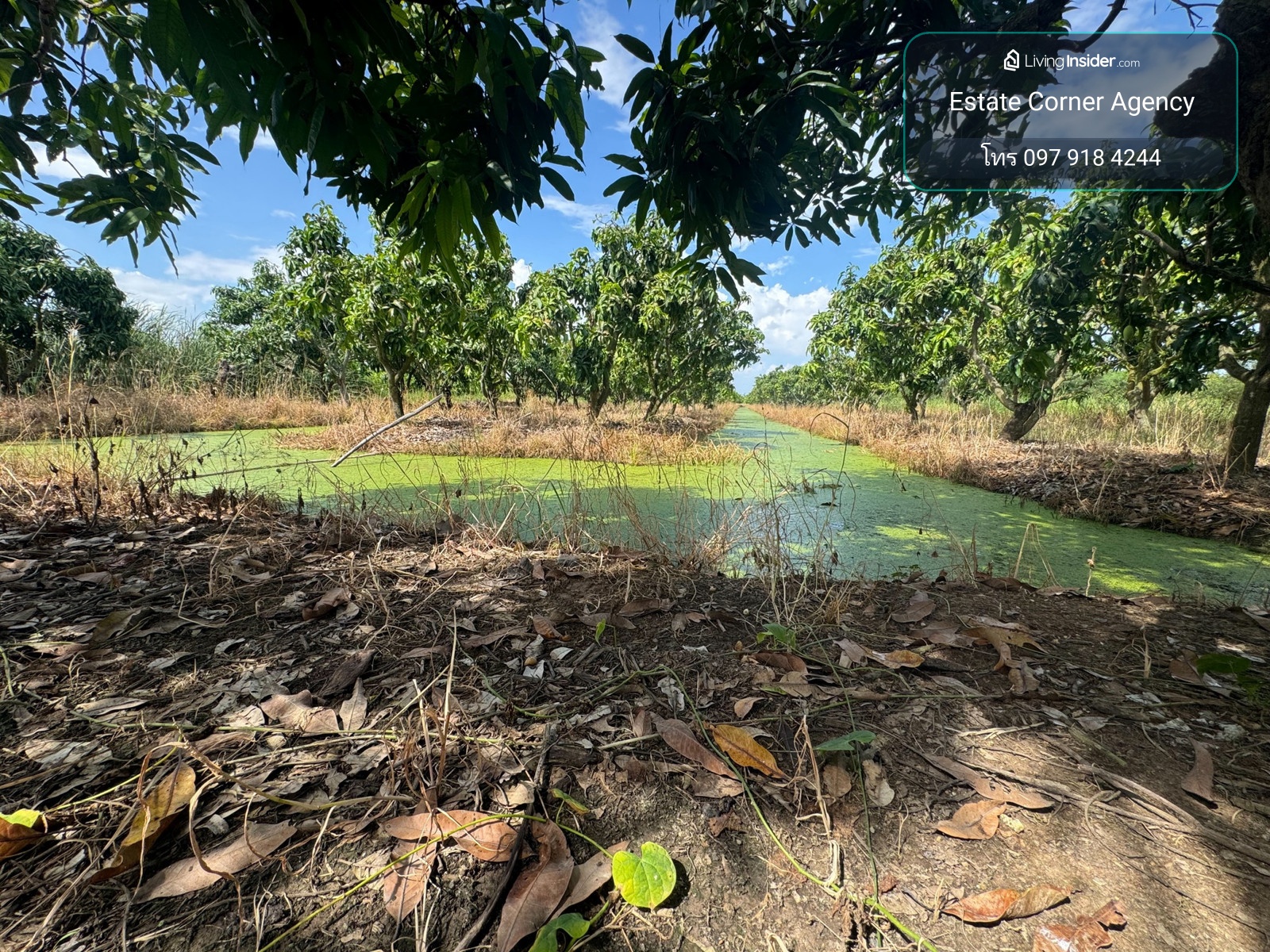 99751 - Land for sale with mango orchard (Nam Dok Mai), size 2 rai 2 ngan 92 sq m, ready to produce immediately (Sanam Khli Subdistrict, Mueang District, Suphanburi Province) – รูปที่ 4