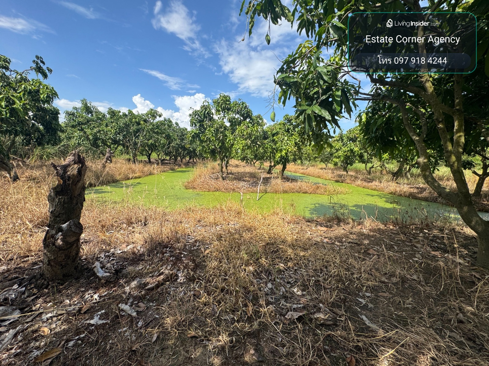 99751 - Land for sale with mango orchard (Nam Dok Mai), size 2 rai 2 ngan 92 sq m, ready to produce immediately (Sanam Khli Subdistrict, Mueang District, Suphanburi Province) – รูปที่ 2