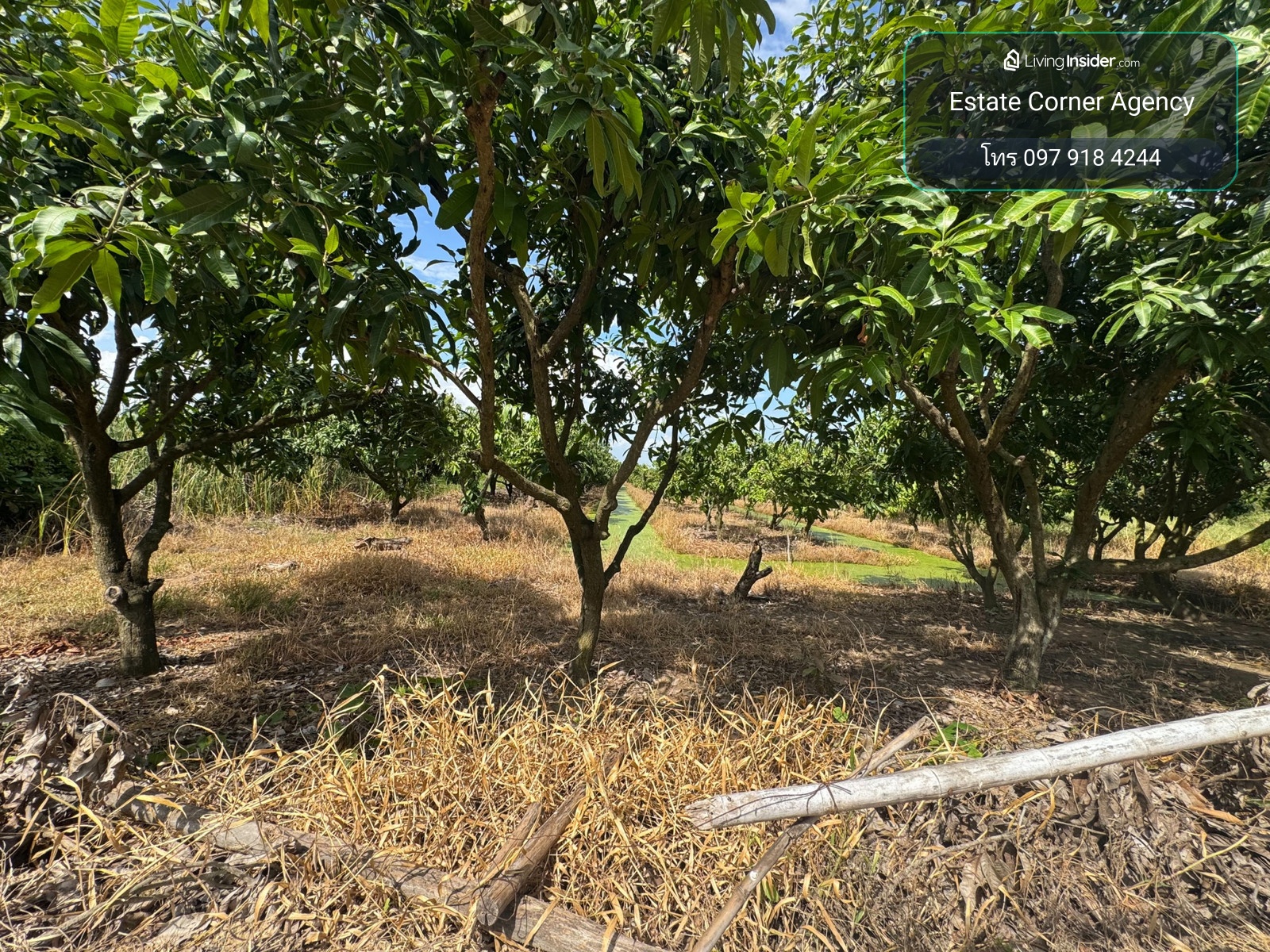99751 - Land for sale with mango orchard (Nam Dok Mai), size 2 rai 2 ngan 92 sq m, ready to produce immediately (Sanam Khli Subdistrict, Mueang District, Suphanburi Province) – รูปที่ 3