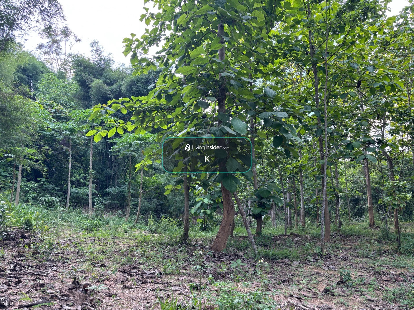 Empty land for sale With teak trees, Ban Pa Hat, Pua District, Nan Province, area 1 rai 3 ngan 90 sq m. – รูปที่ 4