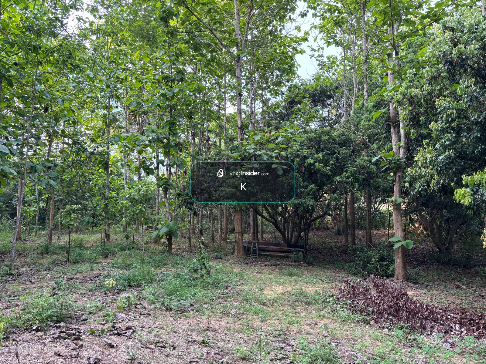 Empty land for sale With teak trees, Ban Pa Hat, Pua District, Nan Province, area 1 rai 3 ngan 90 sq m. – รูปที่ 3