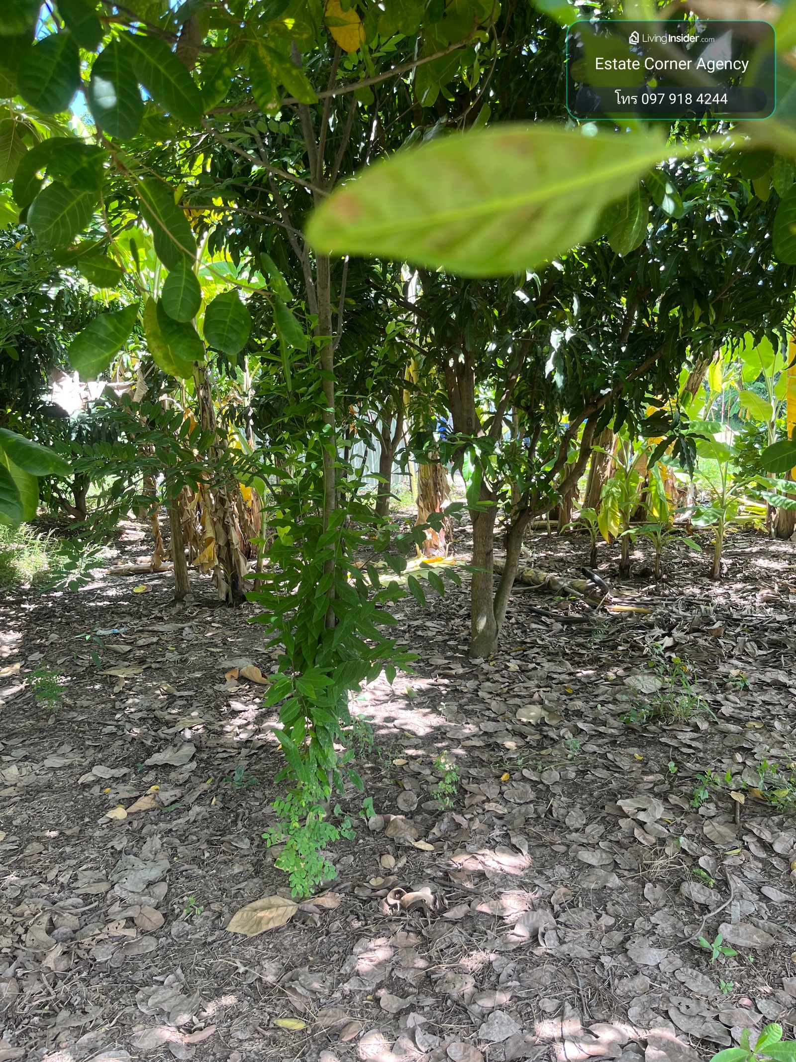 95553 - ขาย ที่ดินเปล่า 156 ตร.ว. คลองพระราชาพิมล อ.บางบัวทอง จ.นนทบุรี – รูปที่ 3