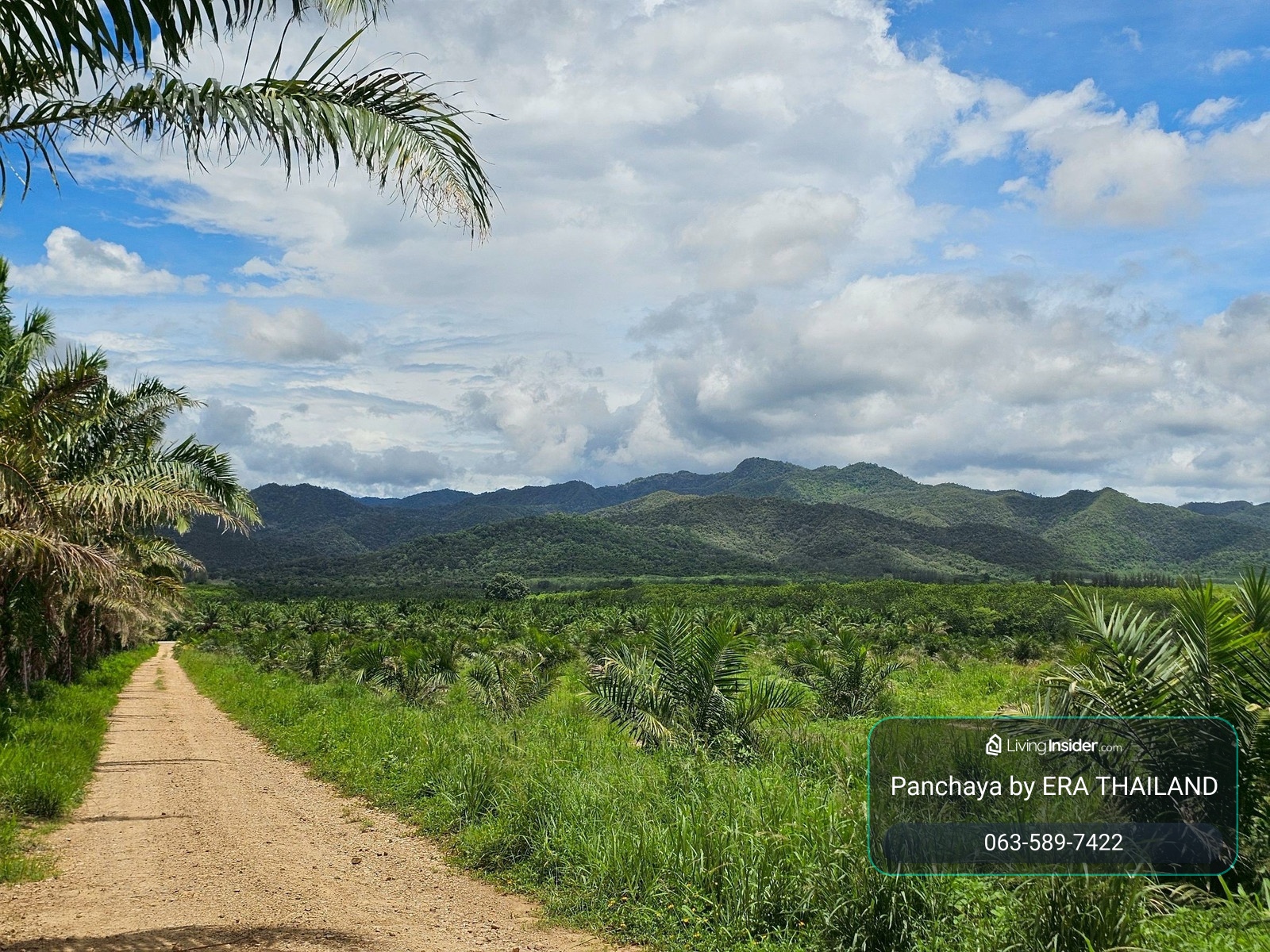 Large plot of palm plantation for sale, mountain view, red mango title deed, area 186-1-9 rai, Hat Kham Subdistrict, Kui Buri District, Prachuap Khiri Khan Province. – รูปที่ 3
